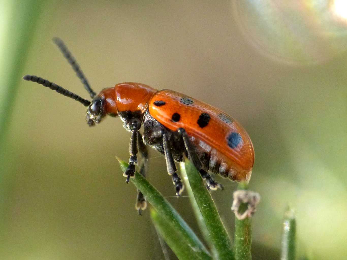 Crioceris duodecimpunctata